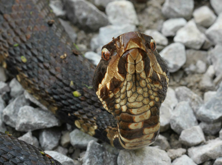 Cottonmouth